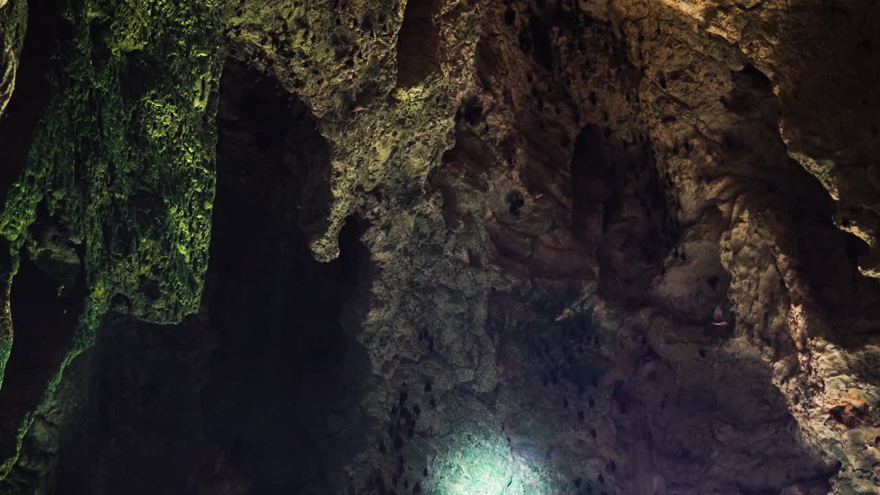 murciélagos durmientes en una cueva profunda iluminados con linterna, vista estática