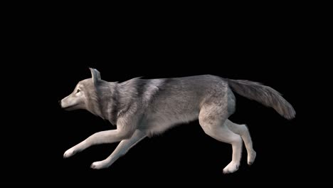 a grey wolf running loop on black background with alpha channel included at the end of the video, 3d animation, animated animals, seamless loop animation