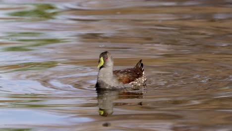 Close-view-of-spot-flanked-gallinule-swimming,-water-reflects-nature