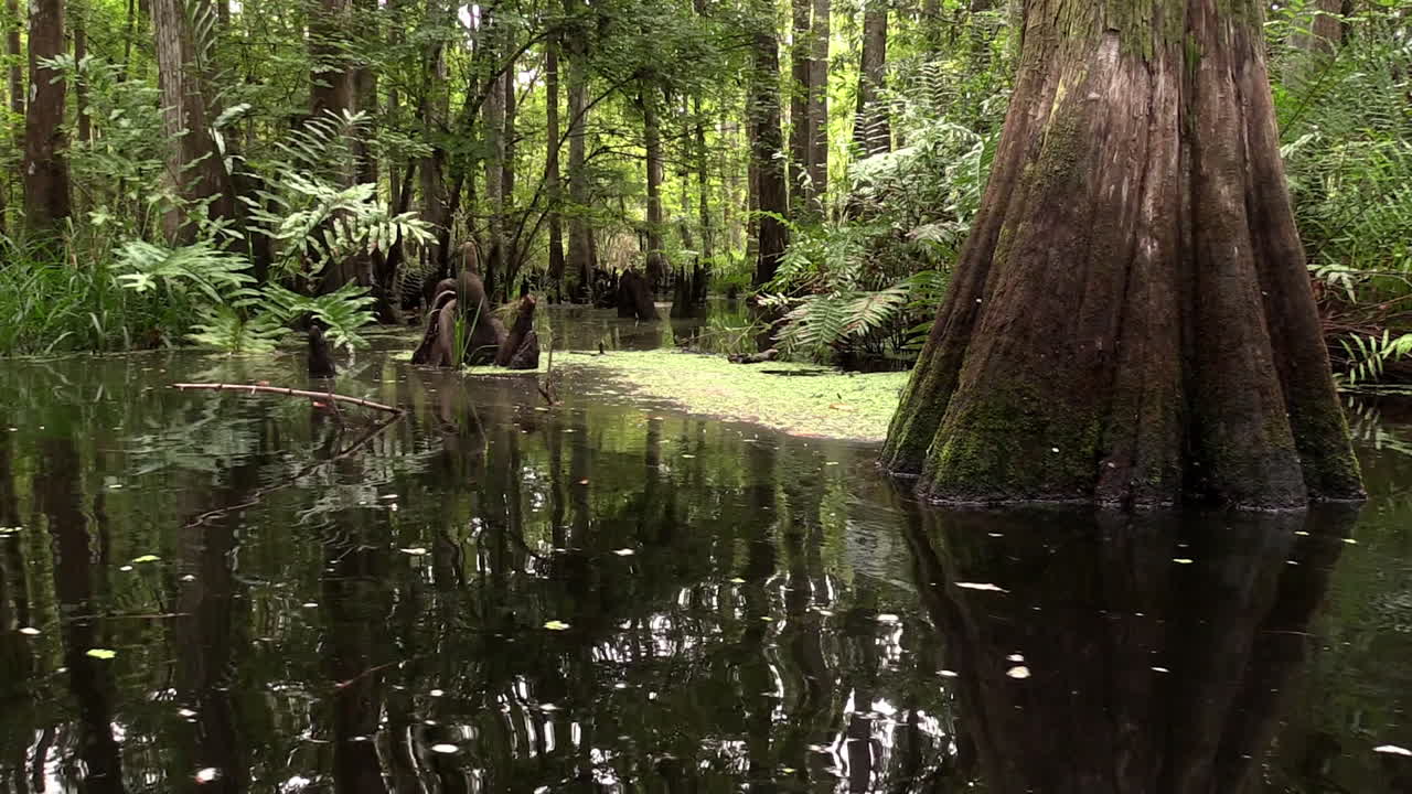 플로리다 에버글레이즈에 있는 사이프러스 늪의 설정 샷