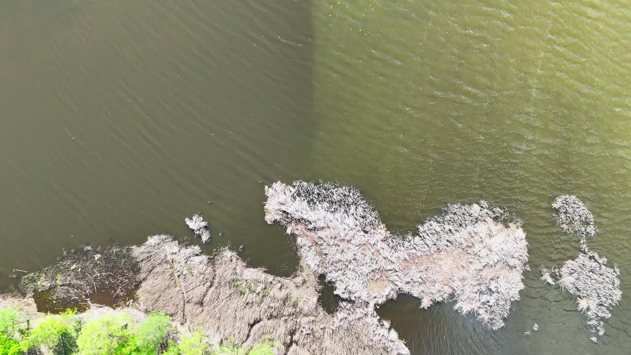 Overhead drone shot of a murky shoreline with reeds, algae formations, and subtle water currents. A calm, natural texture captured from above.