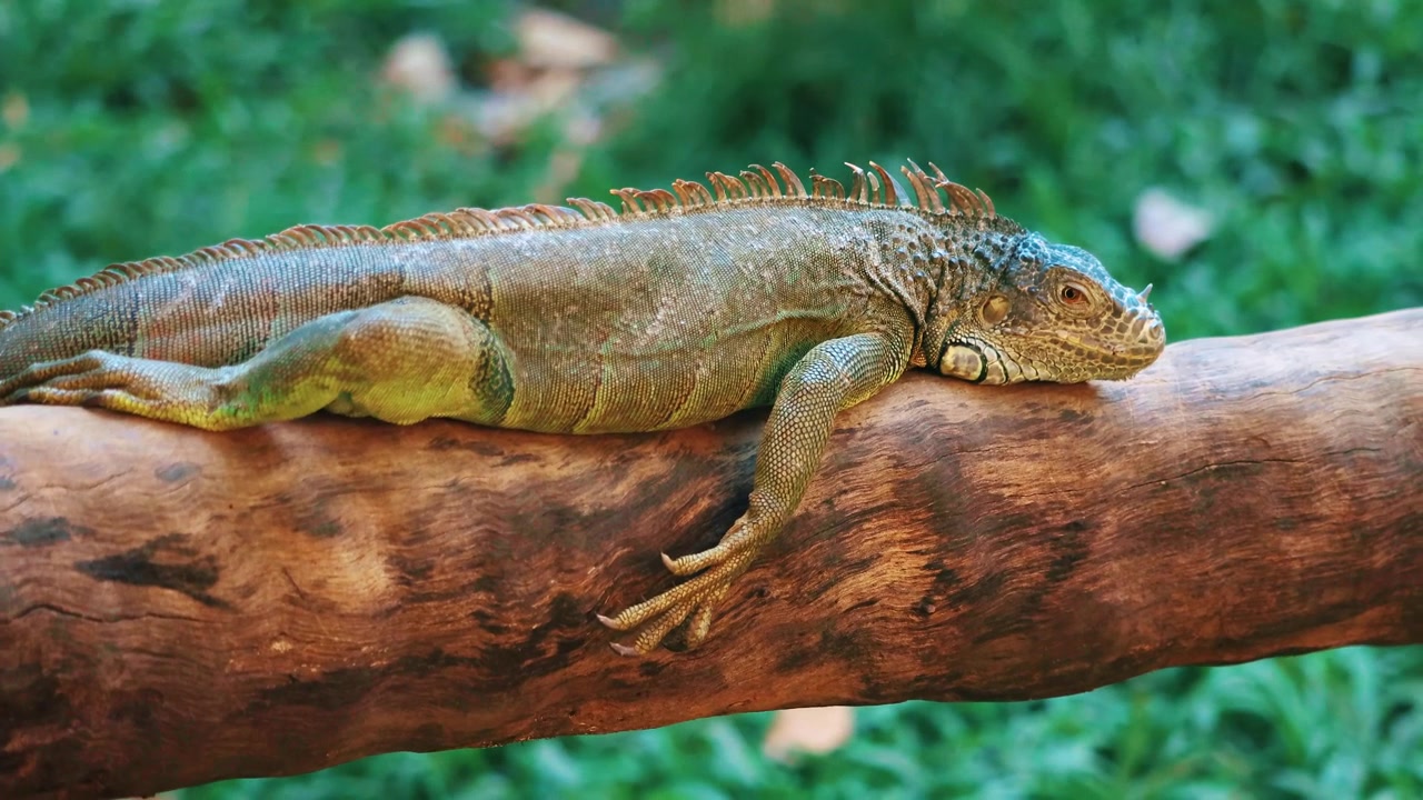 Primo piano di un'iguana verde che riposa su un ramo d'albero, mostrando le sue squame testurizzate, il corpo lungo, gli artigli e le spine dorsali su uno sfondo di lussureggiante vegetazione tropicale