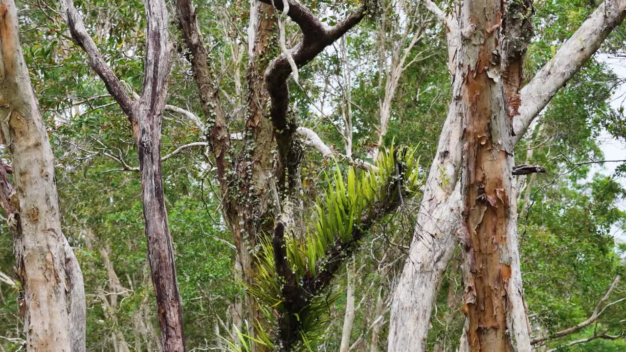 Aerial camera slowly pans past tall rainforest trees with epiphytes and ferns in bright, natural daylight, highlighting lush tropical vegetation and dense foliage
