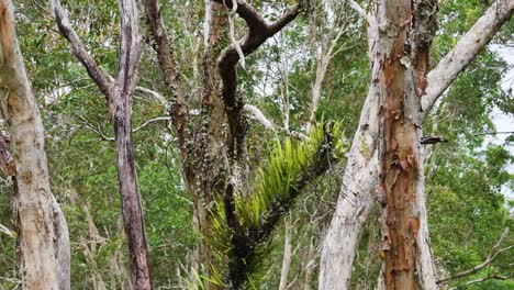 aerial camera slowly pans past tall rainforest trees with epiphytes and ferns in bright, natural daylight, highlighting lush tropical vegetation and dense foliage