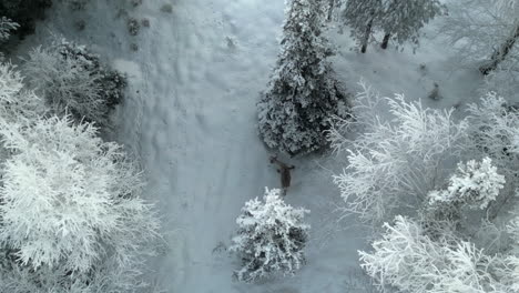 Aerial-drone-footage-of-a-reindeer-wandering-amidst-trees-in-Luosto,-Lapland,-Finland,-showcasing-the-serene-Arctic-winter-landscape