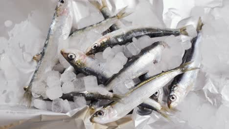 fresh sardines on ice