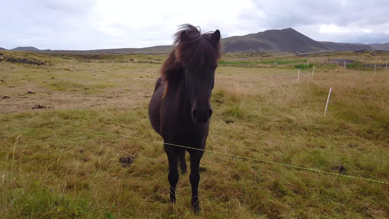 toma en cámara lenta de un caballo negro mirando a la cámara en el campo islandés, disfrutando del paisaje