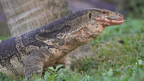 komodo dragon eating fish