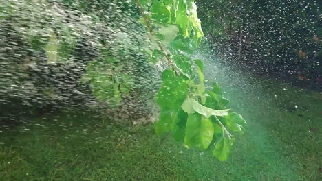 hosing tree in the summer sun