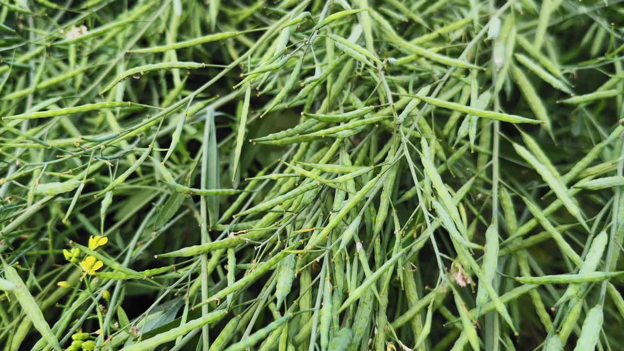 Close-up view of mature mustard seed pods clustered densely on green stems, slender elongated shapes filling the frame with natural texture and soft daylight