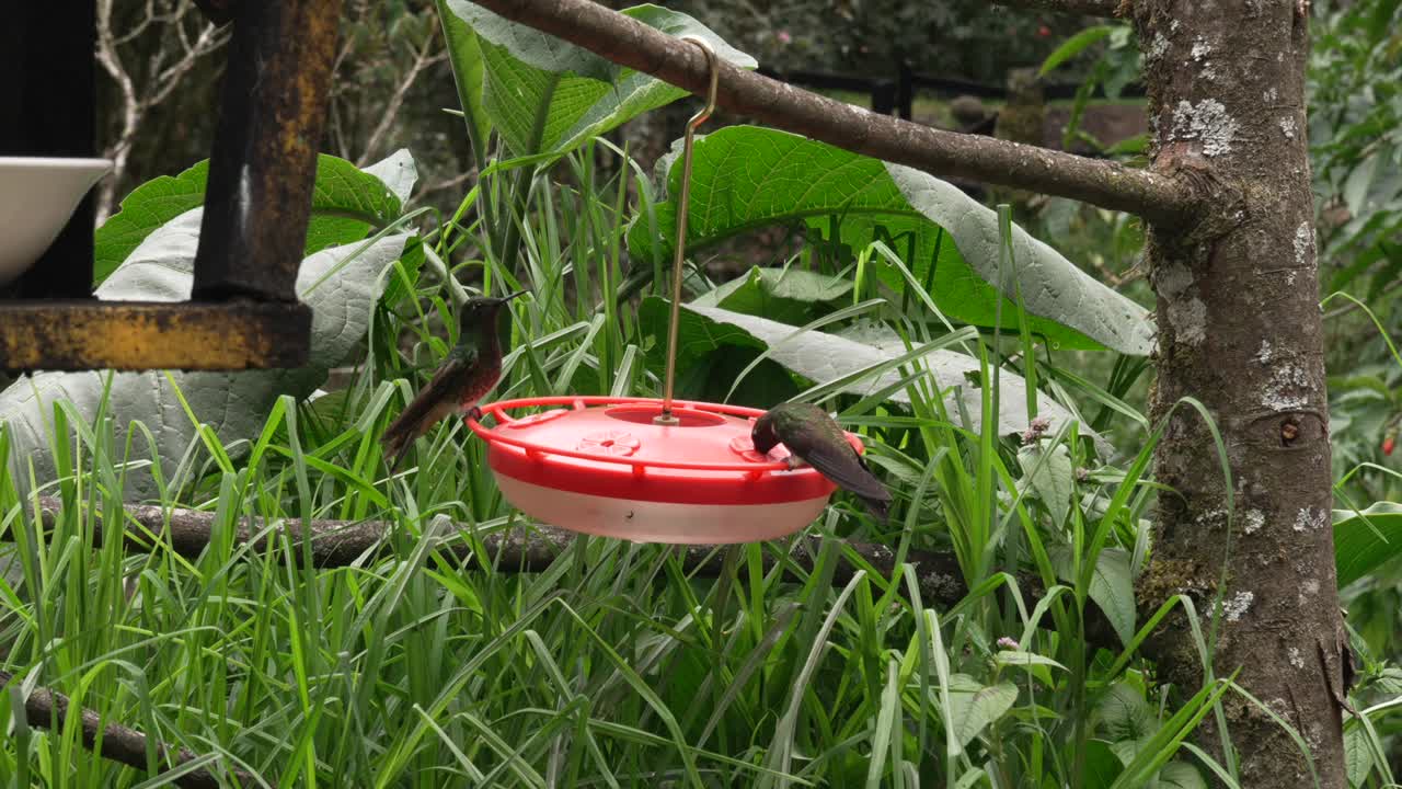 Colibrì bird hummingbird birdwatching outdoor nature Valle de Cocora, Colombia