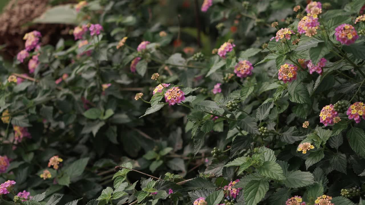 pink and yellow lantana flowers blooming among deep green foliage in soft daylight
