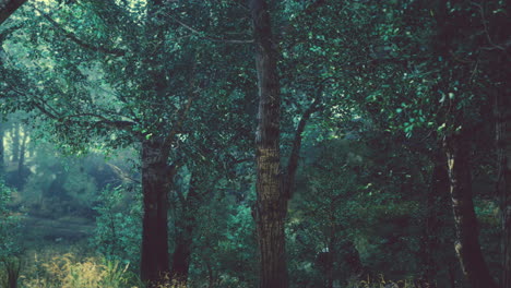 Misty-morning-in-the-woods