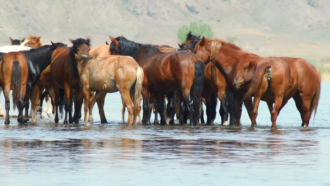 O espírito indomável de cavalos ferais, de origem domesticada, enquanto vagueiam livremente no calor do verão.