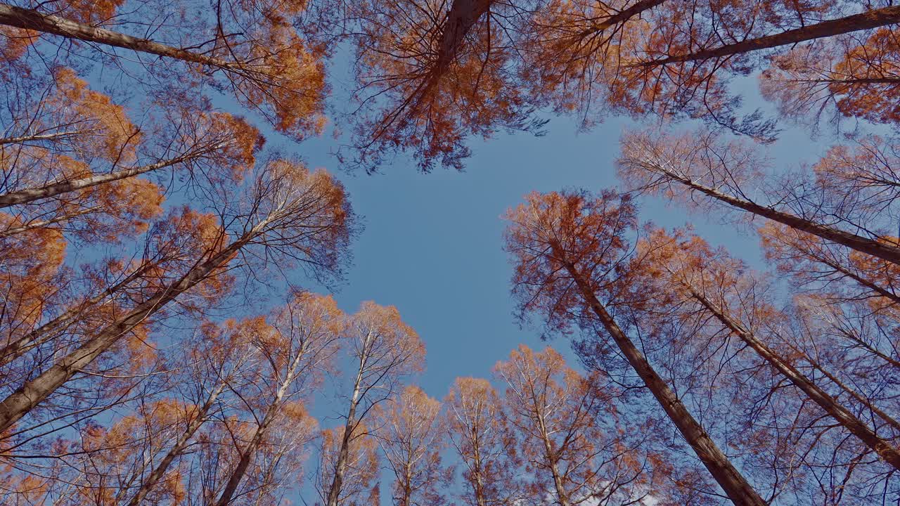 A creative low-angle shot looking straight up at the towering Metasequoia trees, forming a natural circle against the sky