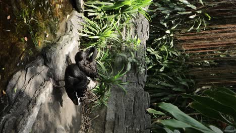 black swan preening by the pond in lush natural habitat
