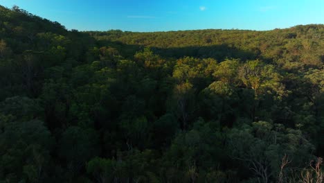 aerial view of a lush eucalyptus forest