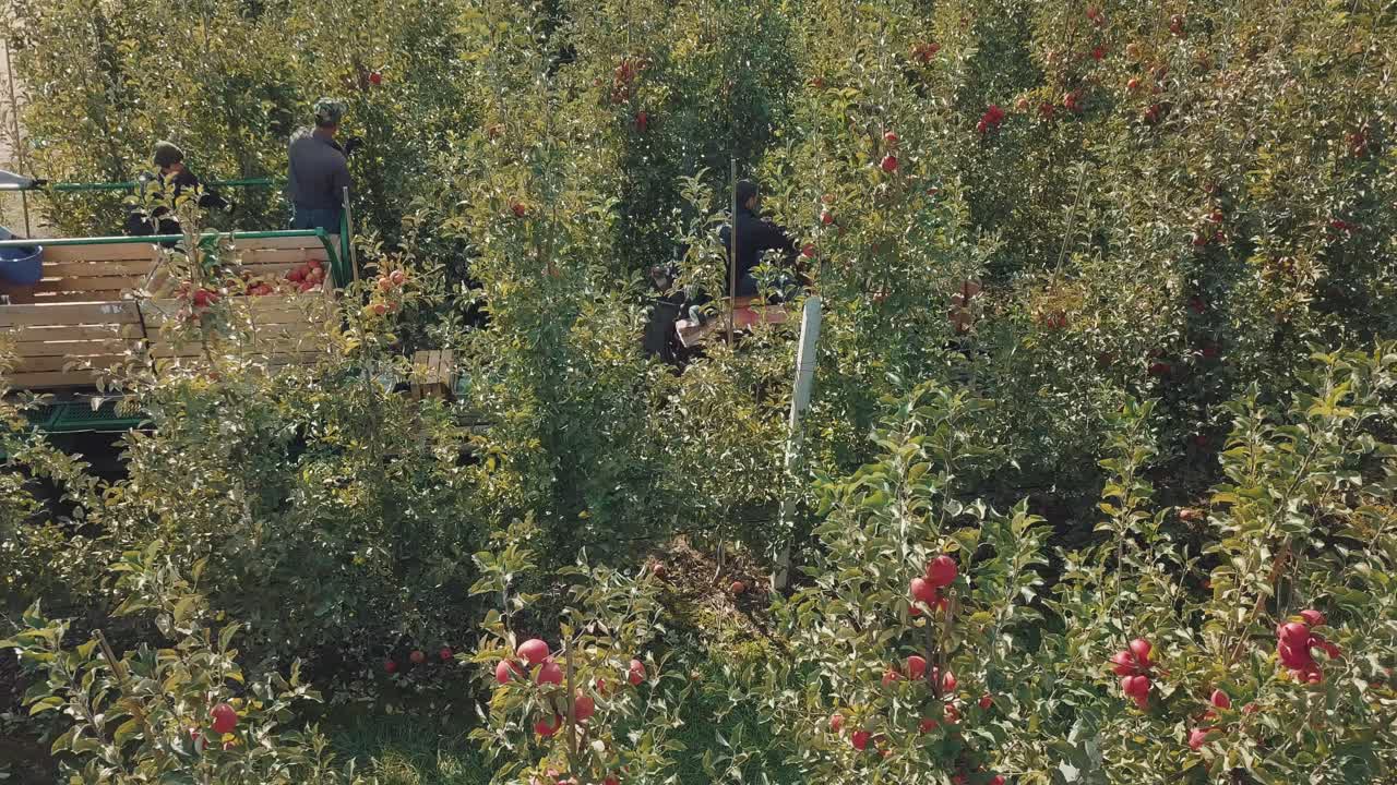 Workers pick ripe apples in a wooden boxes in an apple orchard in the field in the summer. Women and men work in the garden in a warm weather.