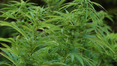 agricultura de marihuana en fincas al aire libre