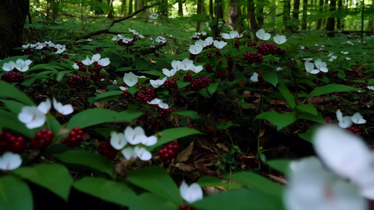 White Flowers and Red Berries in a Forest