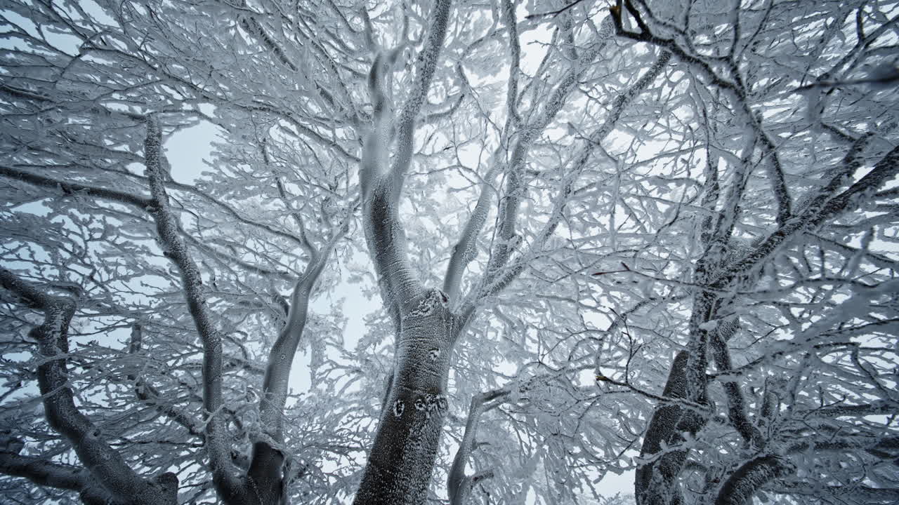Frozen trees with snow-covered branches and a cold wintery atmosphere