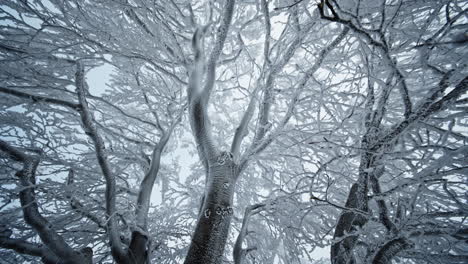 frozen trees with snow-covered branches and a cold wintery atmosphere