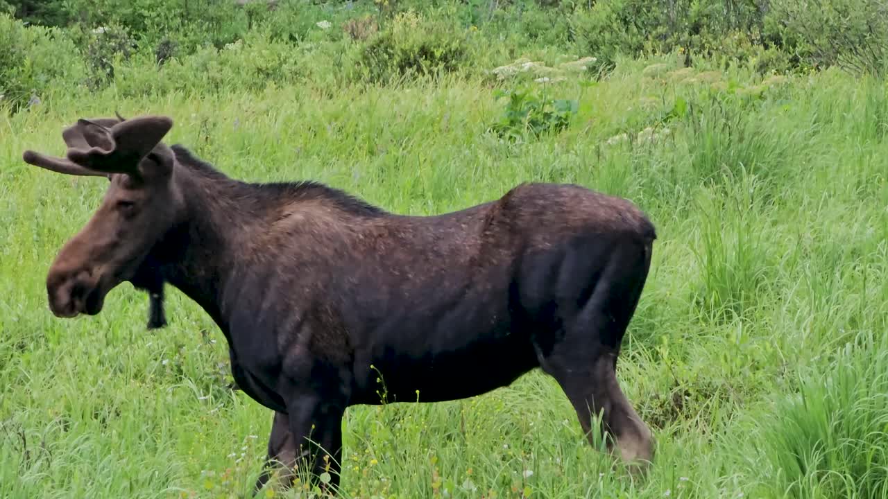 Handheld video of a moose in Breckenridge, Colorado. The moose is startled and slowly runs off.
