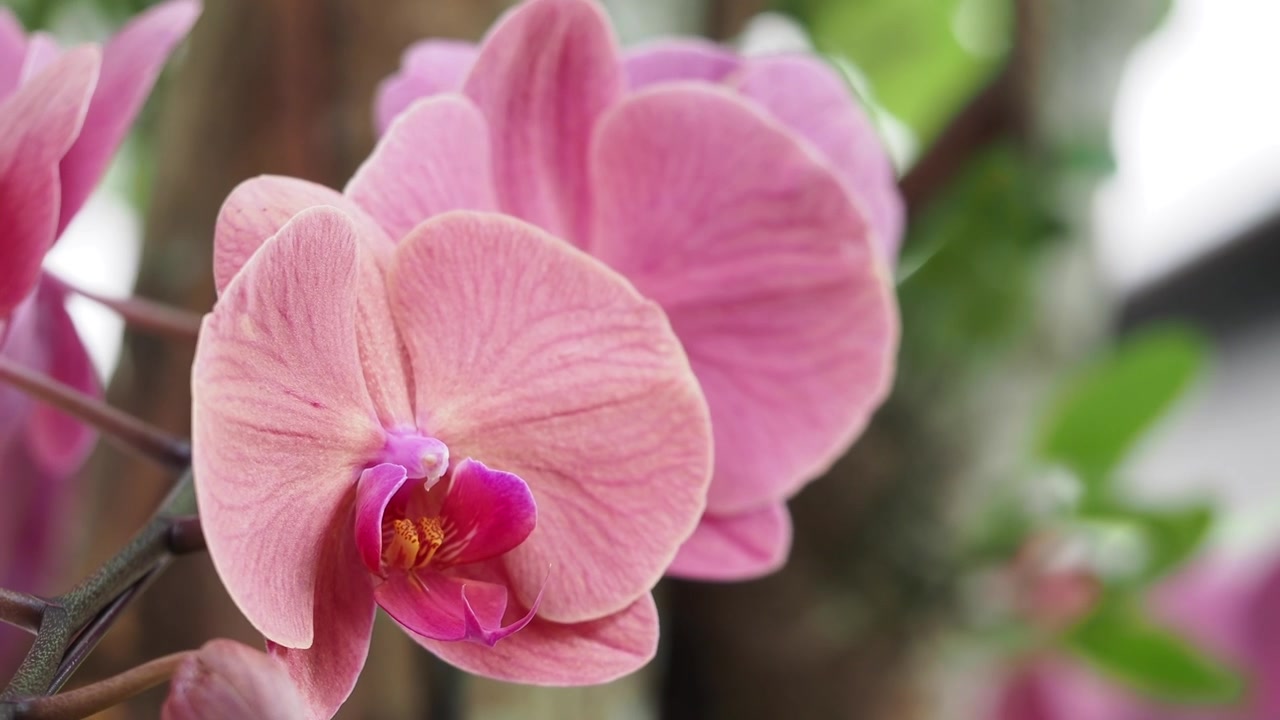 Primo piano di bellissimo fiore di orchidea rosa
