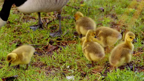 just days old, goslings frolic and peck at the earth, shown in slow motion.