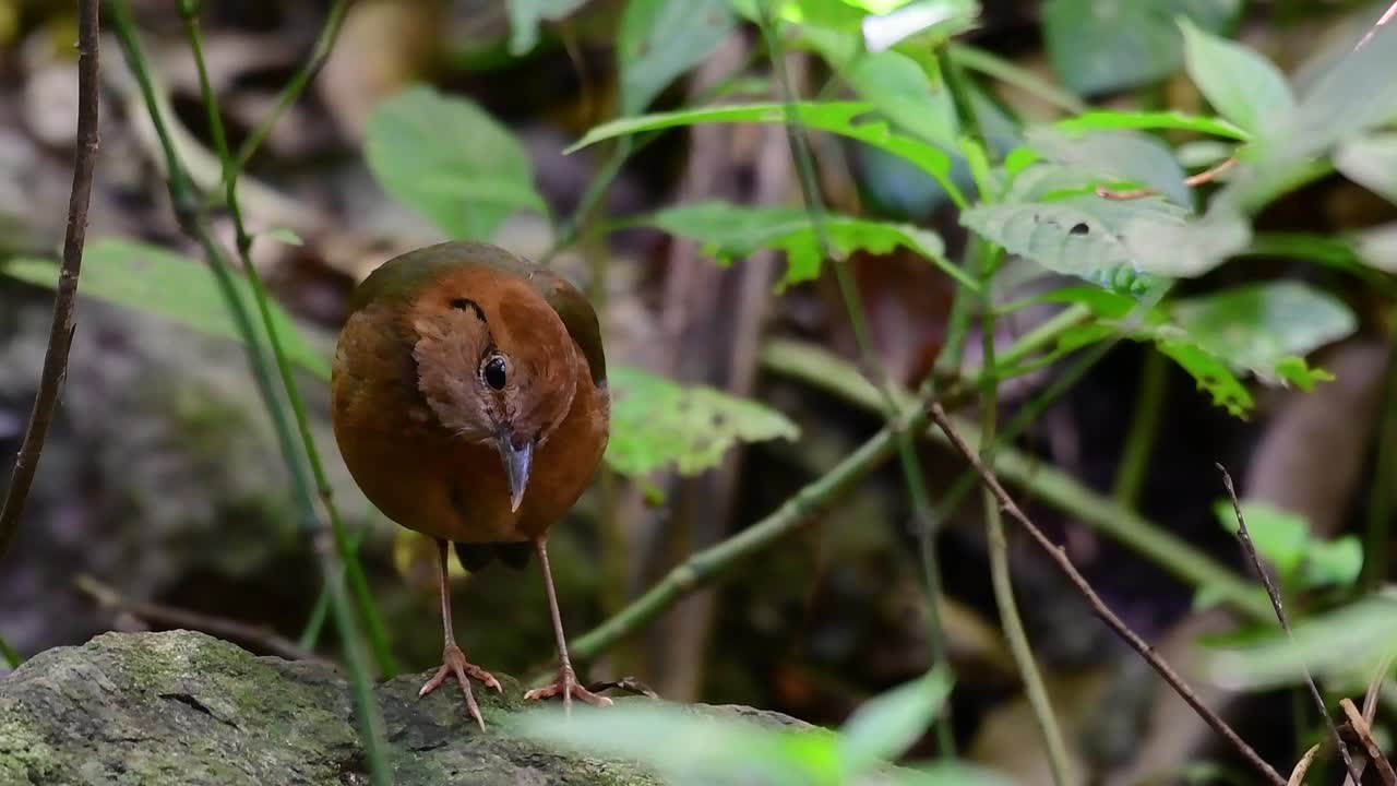 la pitta de nuca oxidada es un ave confiada que se encuentra en hábitats de bosques montañosos de gran altura, hay muchos lugares en tailandia para encontrar esta ave