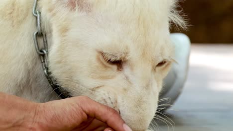 a young white lion is gently fed by hand, showcasing trust and care.