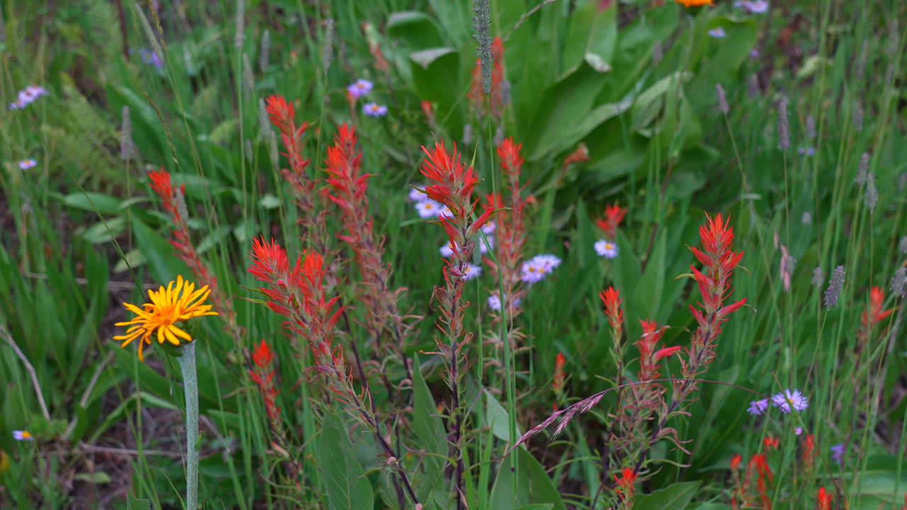 Paintbrushes flowers red wildflowers clumps Kebler Pass Crested Butte Wildflower festival Gothic Mountain Rocky Mountain Biological Laboratory super bloom spring summer Rocky Mountain Colorado zoom in