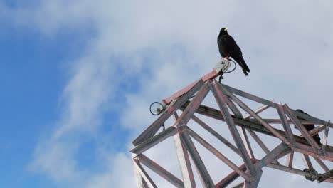 Perched-on-top-of-a-metal-structure,-and-Alpine-Chough-also-known-as-the-Yellow-Billed-Chough,-Pyrrhocorax-graculus-lives-in-higher-altitudes-such-as-the-Alps-and-the-Himalayas-mountain-ranges