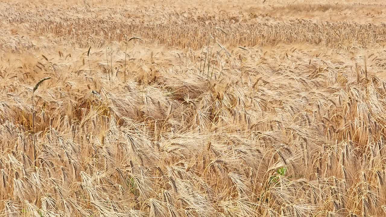 Ripe wheat ears sway in the wind and are ready for harvest