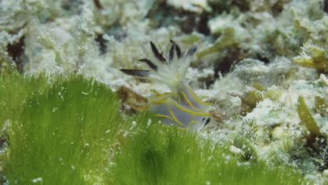 hermosa halgerda formosa nudibranch en el fondo del océano de coral suave balanceándose suavemente a pesar de la fuerte corriente oceánica