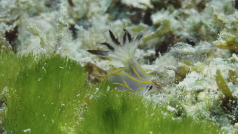 beautiful halgerda formosa nudibranch on the soft coral ocean floor gently swaying despite the strong ocean current