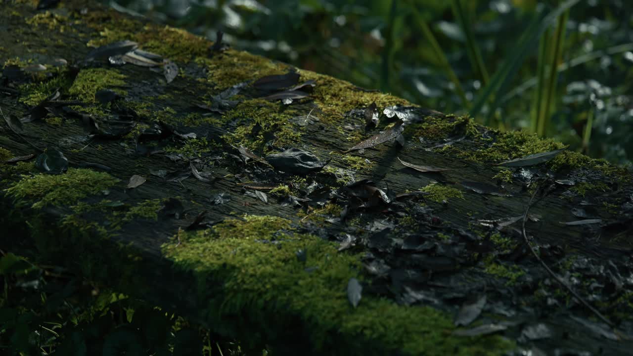 Decaying wooden surface covered in moss and wet leaves in Lonjsko Polje, Croatia