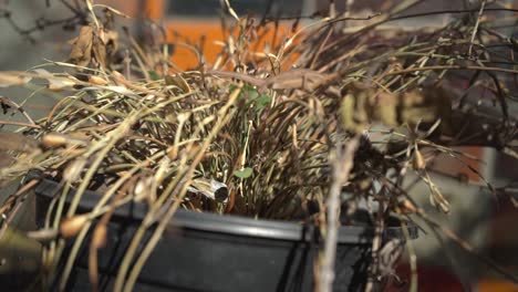 Medium-shot-of-a-chameleon-perched-under-brown-golden-grass,-extending-its-tongue-to-catch-and-eat-an-insect