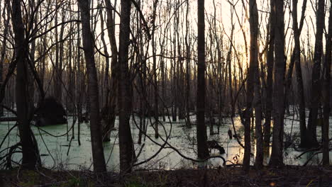 Ein-Ruhiges-Naturschutzgebiet-Und-Sumpfgebiet-An-Der-Küste-Im-Ländlichen-Tiefland-Von-South-Carolina,-Donnelly-Wildlife-Management-Area,-Green-Pond,-South-Carolina