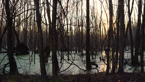 A-quiet-coastal-wildlife-preserve-and-swamp-land-in-the-rural-Lowcountry-of-South-Carolina,-Donnelly-Wildlife-Management-Area,-Green-Pond,-South-Carolina