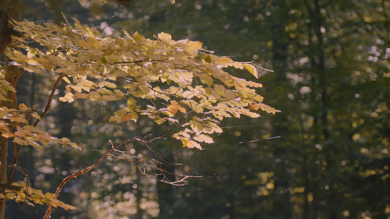 Forest in Bieszczady mountains