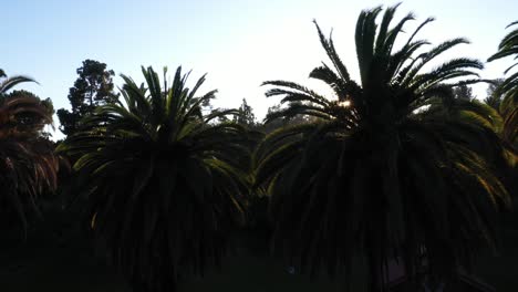 Drone-shot-of-multiple-palm-trees-panning-right-during-golden-sunset-hour-with-sun-peeking-through-palm-trees-and-clear-blue-skies-in-Los-Angeles,-California-park-with-view-of-picnic-building