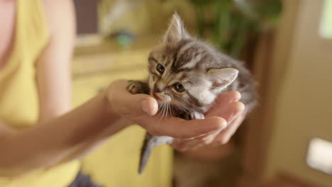 Gatito-Pequeño-Lame-El-Pulgar-De-La-Hembra,-Sostenido-En-Dos-Manos,-Poca-Profundidad