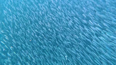 underwater footage of the many sardines you can see at the sardine run off the coast in moalboal, cebu in the philippines