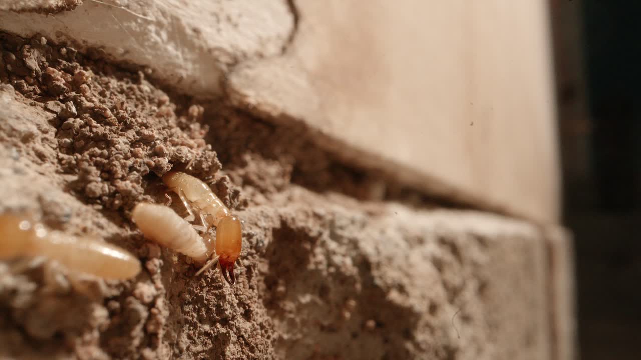 A group of termites poking their heads out of the walls of a colony in the walls of a garage in a home shot on a Super Macro lens almost National Geographic style