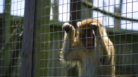 little monkey feeling low stressed holding to a the fence in the cage where is trapped away from its original living exotic habitat to be in the zoo safari attraction for humans slow motion