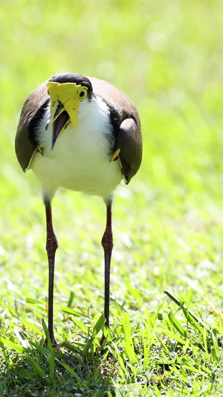 Uccello che cerca cibo nell'erba, becchettando il terreno