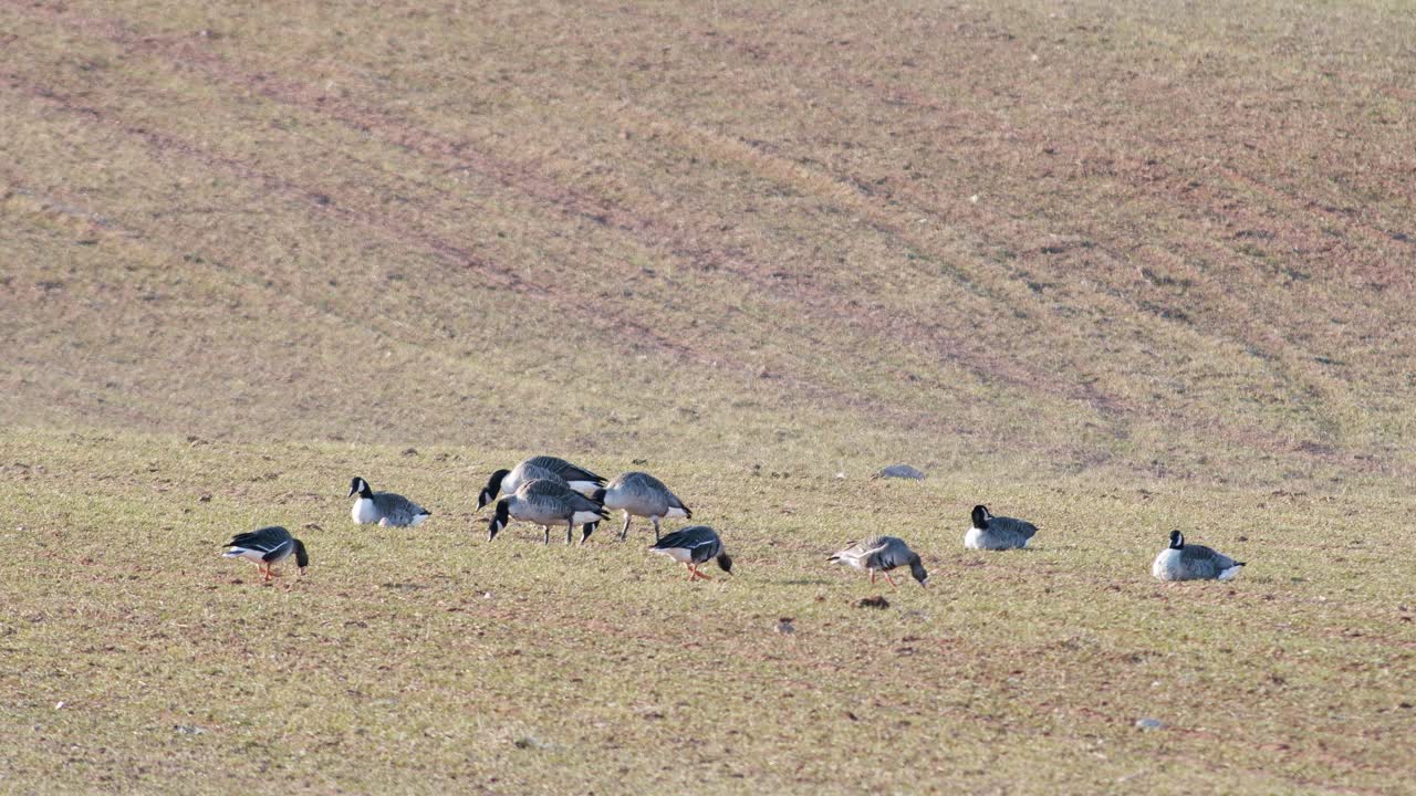 una pequeña bandada de ganso canadiense branta canadiensis en el campo de trigo de invierno en la migración de primavera