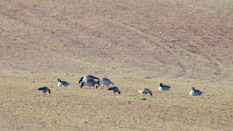 Una-Pequeña-Bandada-De-Ganso-Canadiense-Branta-Canadiensis-En-El-Campo-De-Trigo-De-Invierno-En-La-Migración-De-Primavera