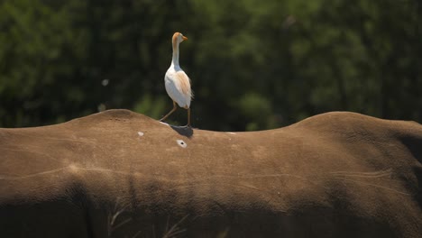 Kuhreiher-Surft-Auf-Dem-Rücken-Eines-Südlichen-Breitmaulnashorns